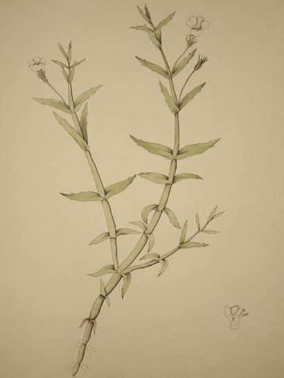 Gratiola_39